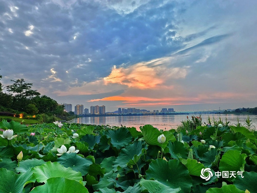 四川遂宁迎荷花季圣莲岛映日荷花别样红