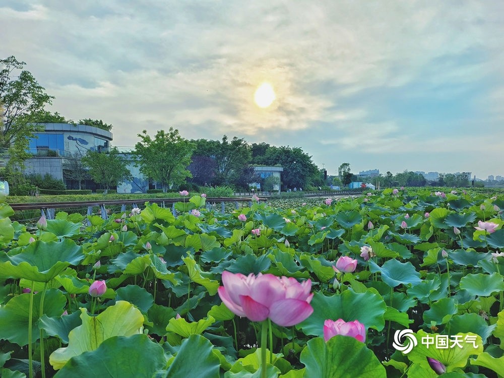 四川遂宁迎荷花季圣莲岛映日荷花别样红