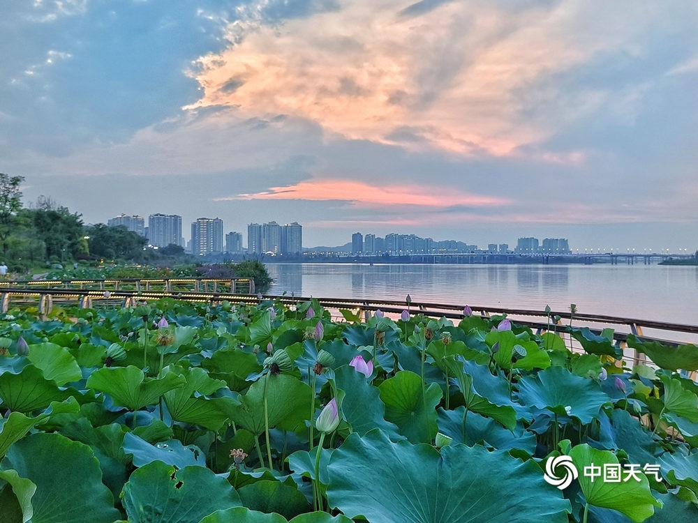 四川遂宁迎荷花季圣莲岛映日荷花别样红