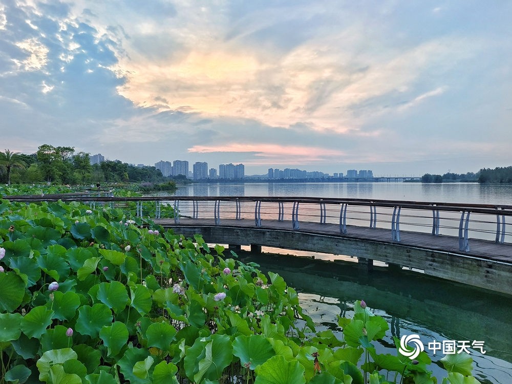 四川遂宁迎荷花季圣莲岛映日荷花别样红