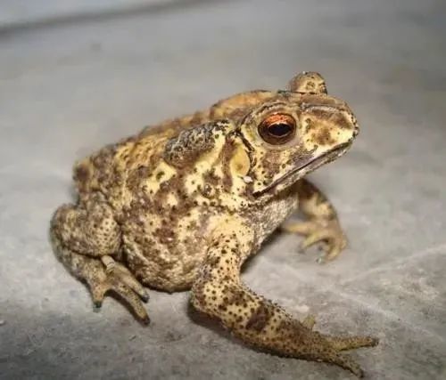 原来,上文提到的蟾蜍,也叫蛤蟆,俗称癞蛤蟆,癞疙宝,体表有疙瘩,内有