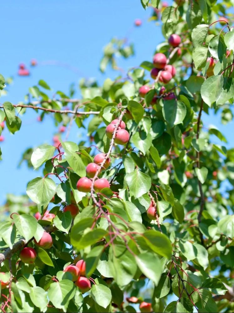 彭阳的红梅杏熟啦快来摘