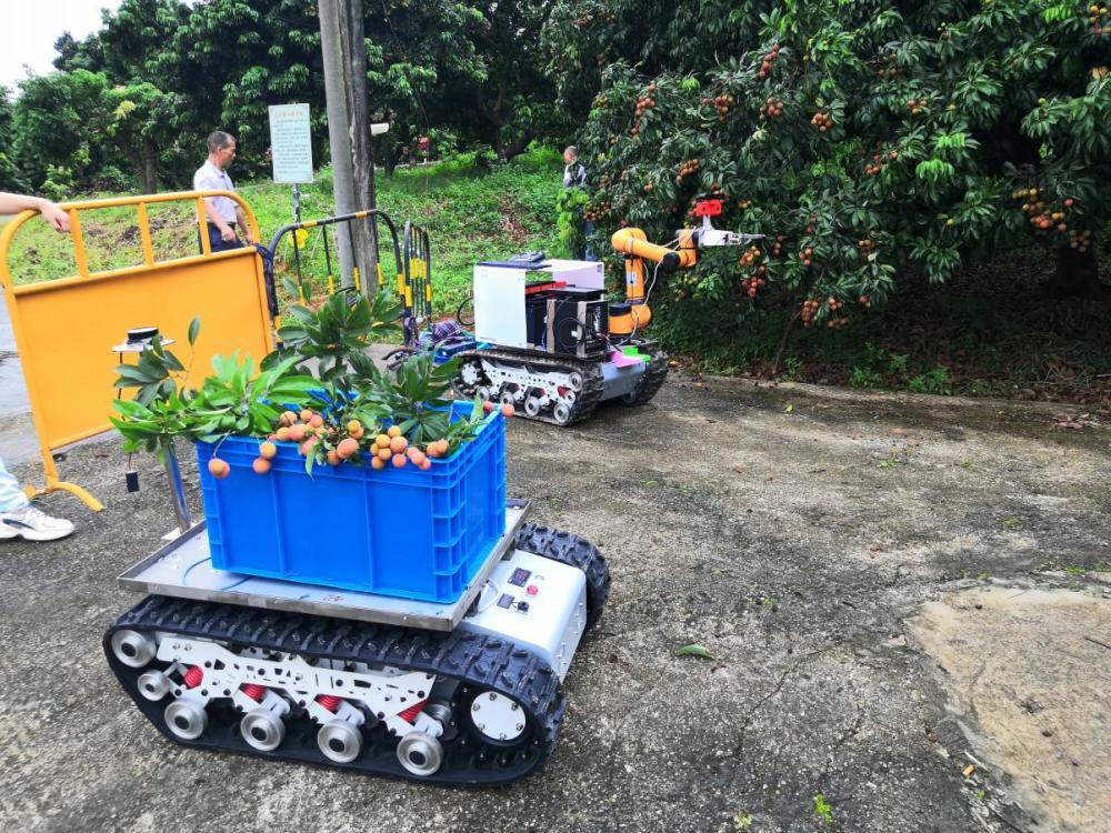 10秒一串广州的荔枝采摘用上机器人