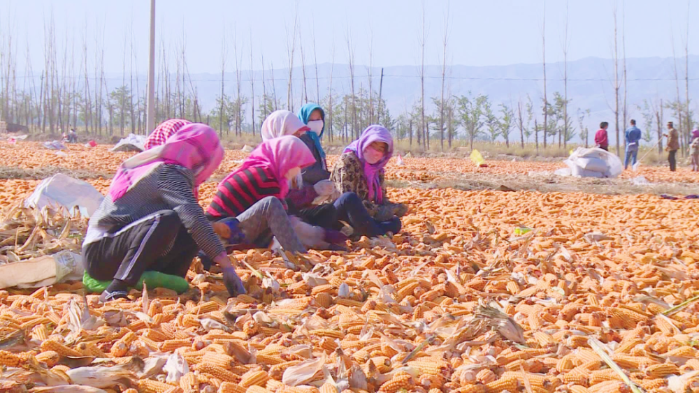 踏上新征程赶考再出发258亿元项目落户军户农场