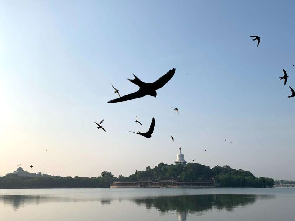 中外研究团队首次精确揭示北京雨燕迁徙规律_腾讯新闻