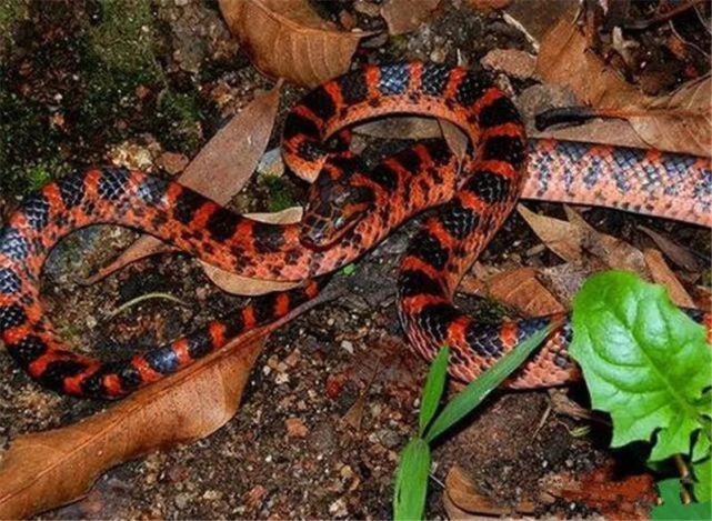 了!戏说南方最常见的家蛇!