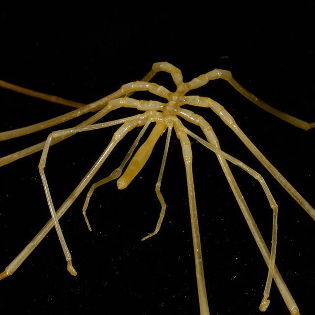 海蜘蛛,一种凭"实力"生存了五亿年的物种