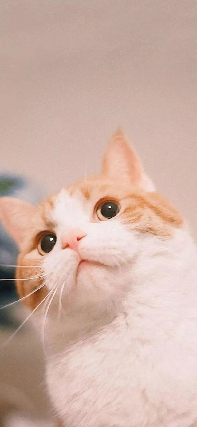 可爱猫咪壁纸