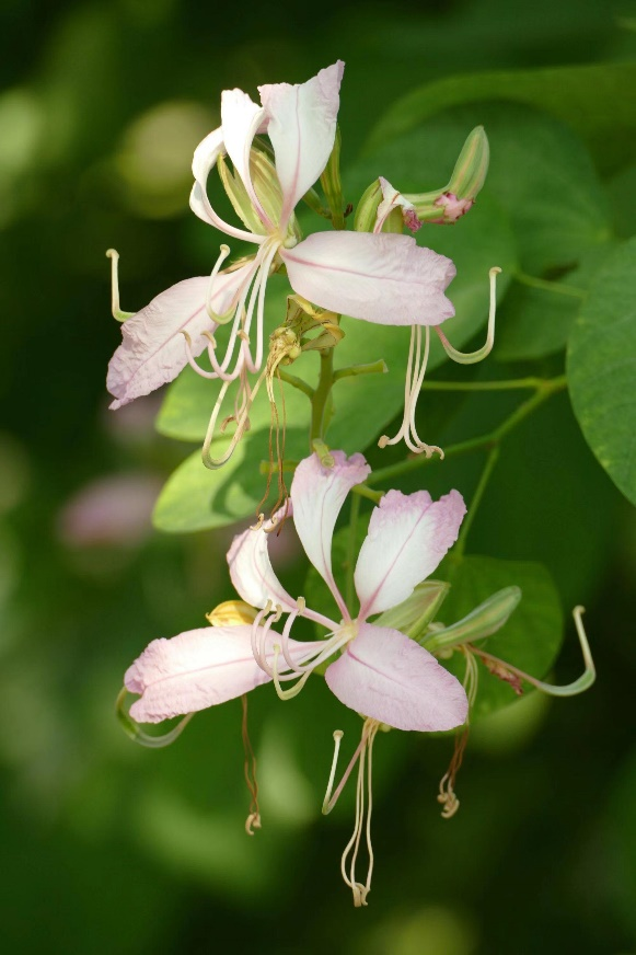 香港特别行政区的区花紫荆花是朵什么花?