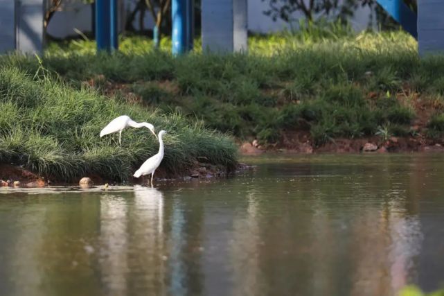 全景式白鹭全球慢直播,看镇海炼化"i-egret"