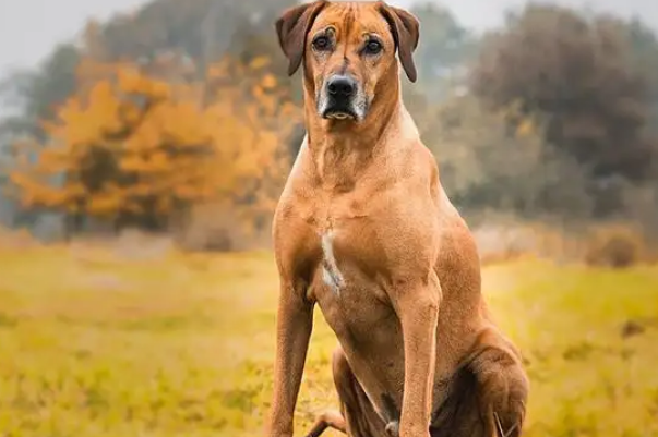 来自中国的川东猎犬跻身第五!