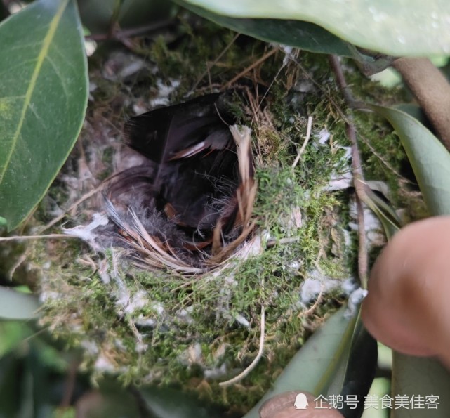 鳥巢開口朝上無頂棚,無法遮風擋雨,鳥窩存在的意義何在