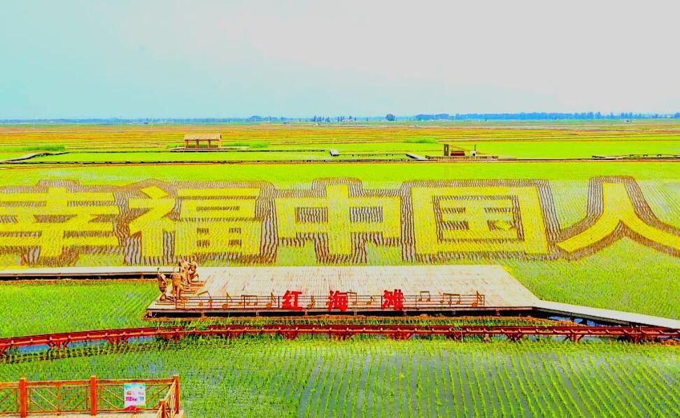 盘锦五色水稻绘出8000平幸福中国人