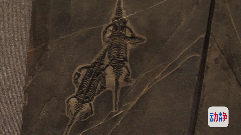 云探地博看起来像小蜥蜴这是大名鼎鼎的胡氏贵州龙