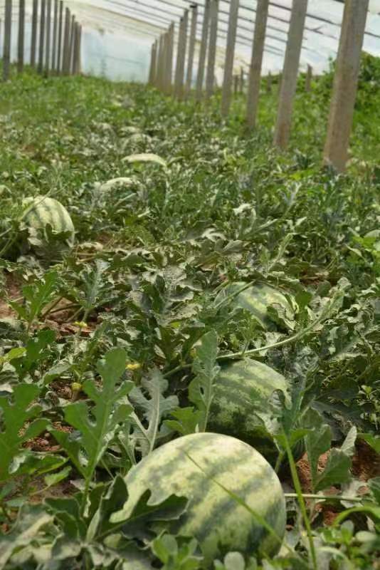 山西大宁县太古镇:"甜王"西瓜 富了农家