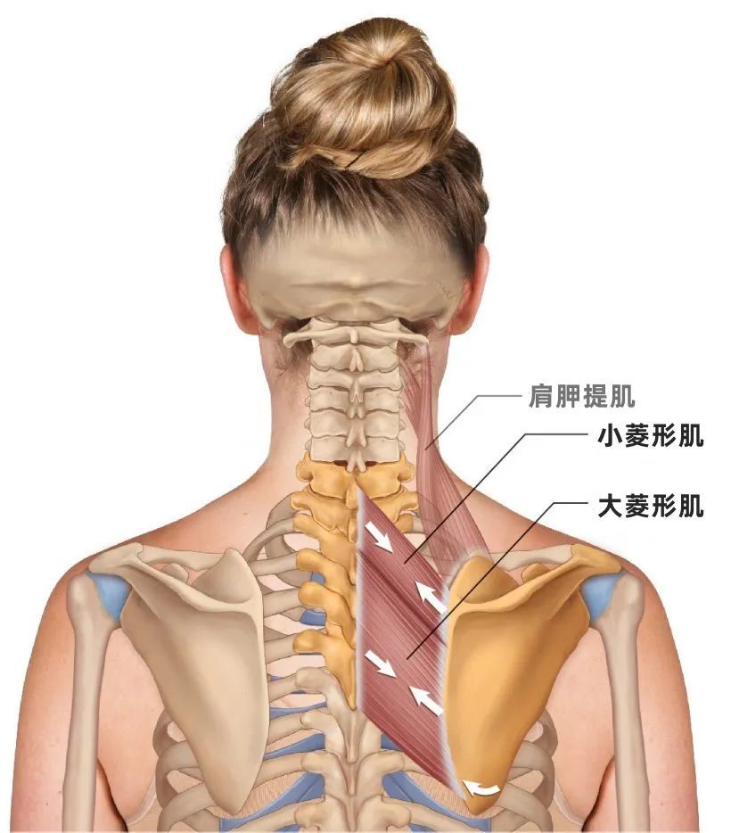 菱形肌的功能解剖