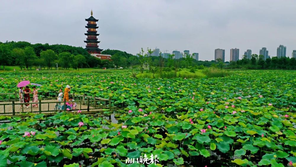 彷彿置身仙境『象湖溼地公園』『艾溪湖溼地公園』『漁舟灣溼地公園』