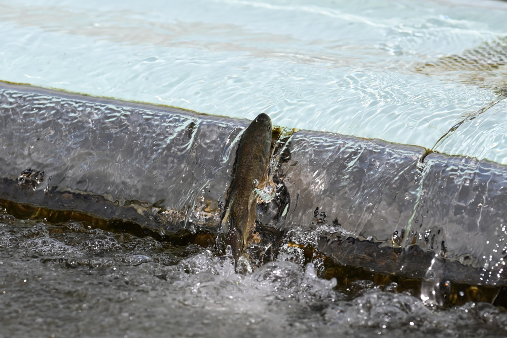 (新华全媒 )直击青海湖湟鱼洄游高峰