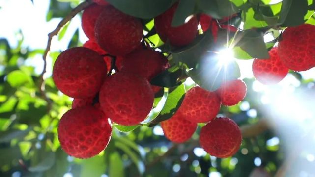 透满贵气御金球荔枝你尝过了吗