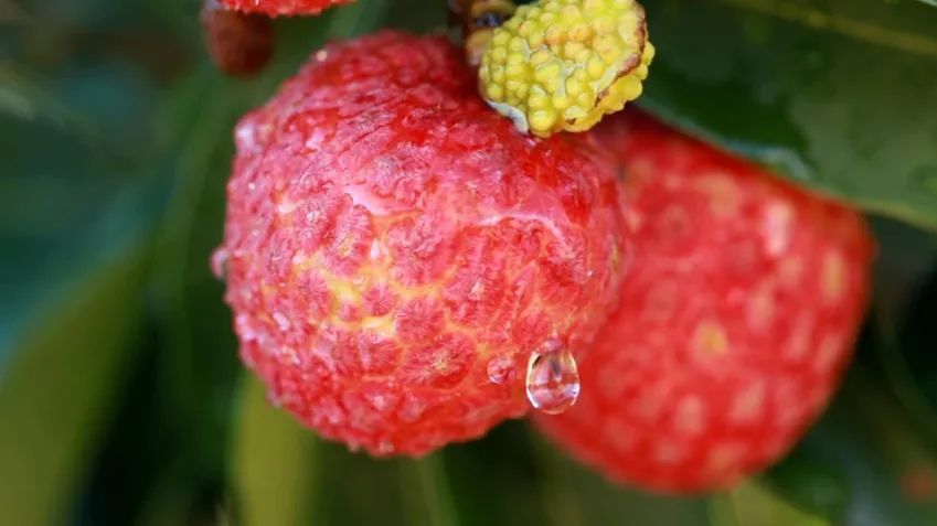 透满贵气"御金球"荔枝,你尝过了吗?_腾讯新闻