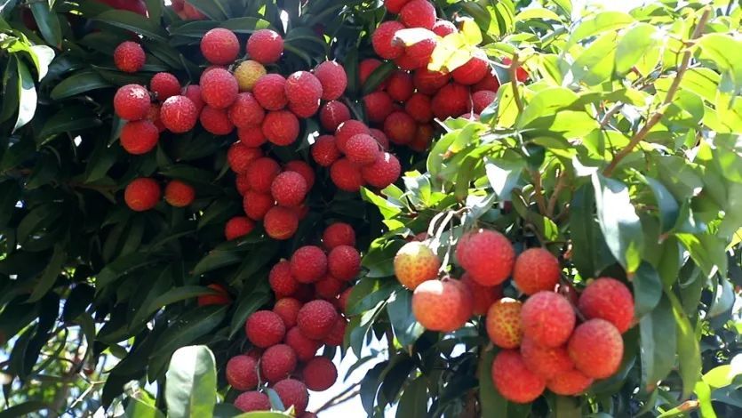 透满贵气"御金球"荔枝,你尝过了吗?_腾讯新闻