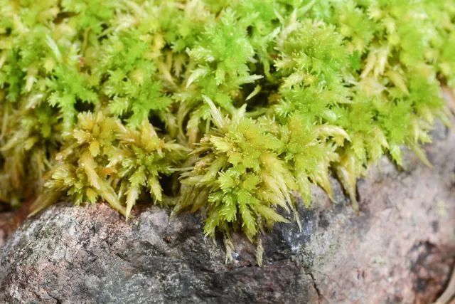 泥炭藓植物是一类特殊的苔藓植物类群,在系统进化树上,位于藓类植物门