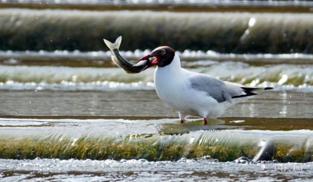 青海湖魚鳥大戰上演生死對決