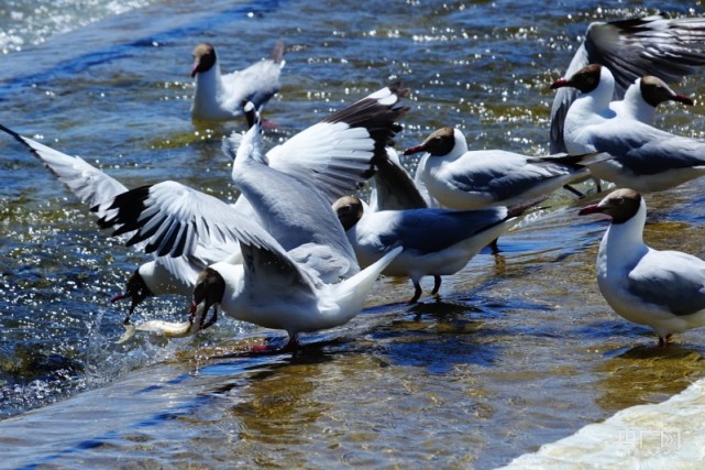 青海湖魚鳥大戰上演生死對決