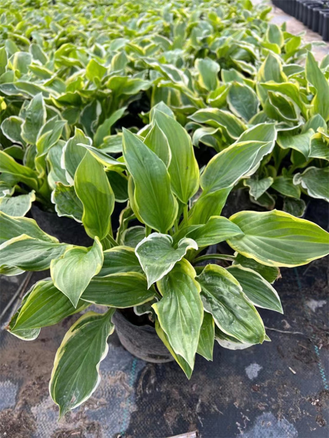 花园植物甜心玉簪(金边玉簪)基地实拍图片