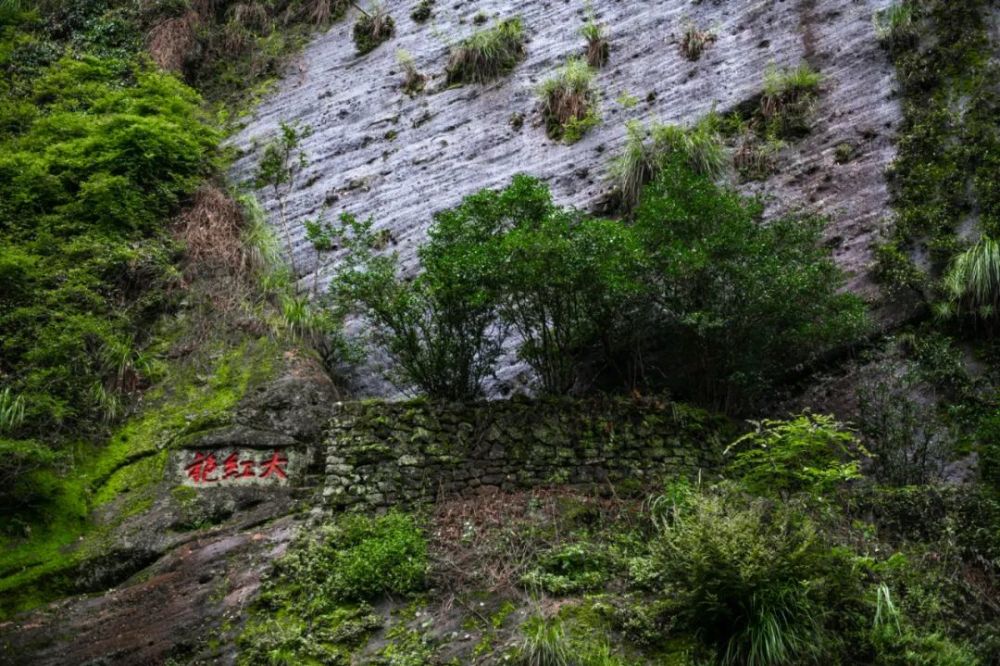 武夷山免门票了，开着哈弗H9去露营很爽，可惜没有PHEV版|DA游记