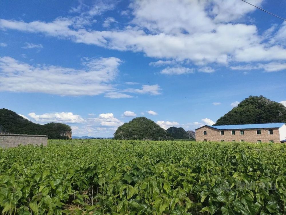 逐梦绿美 好在文山丨丘北曰者镇:桑蚕"吐"出致富丝_腾讯新闻