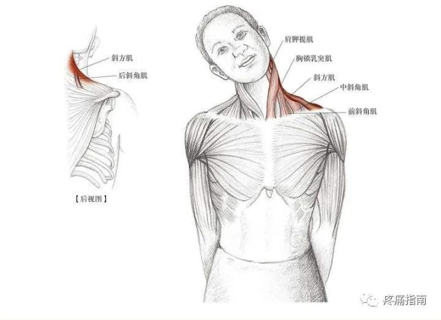 斜方肌,肩胛提肌与后斜角肌功能关系浅谈