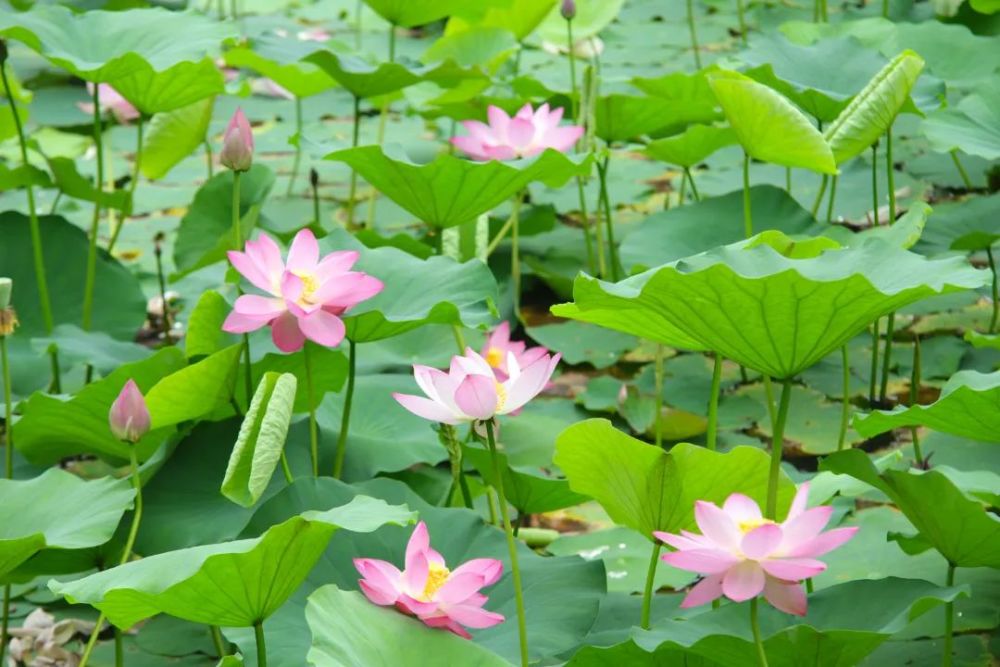 美翻人民公园荷花绽放添夏景