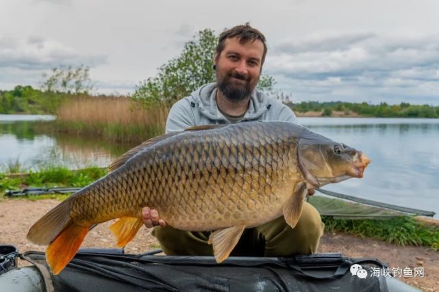 英国巨型石板灰镜鲤鱼