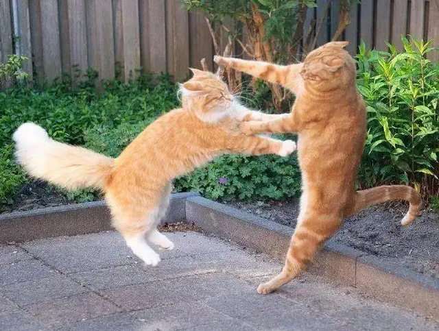 641