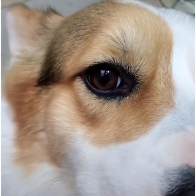 产生眼部分泌物凝结泪痕等眼疾问题柯基容易出现眼睛红肿,流泪②注意