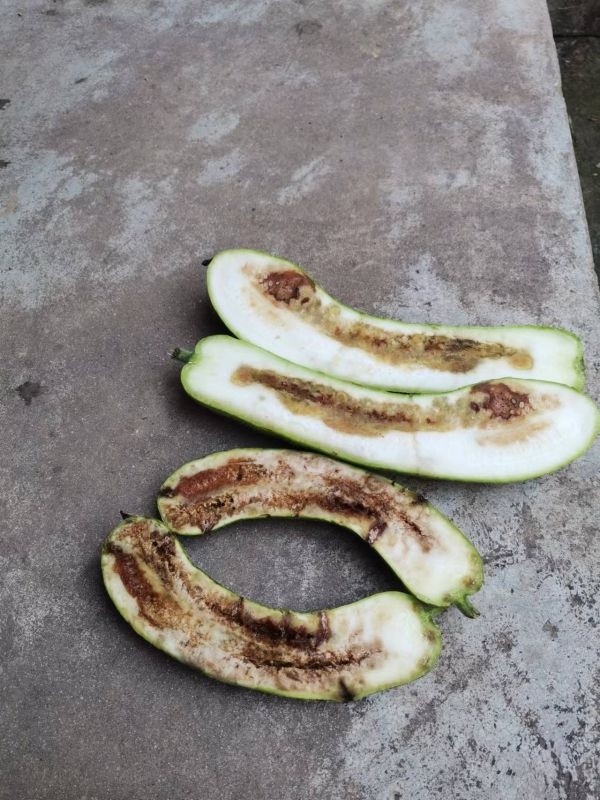 瓜果被叮咬后生白虫,市民留言板求助后,农技专家登门指导