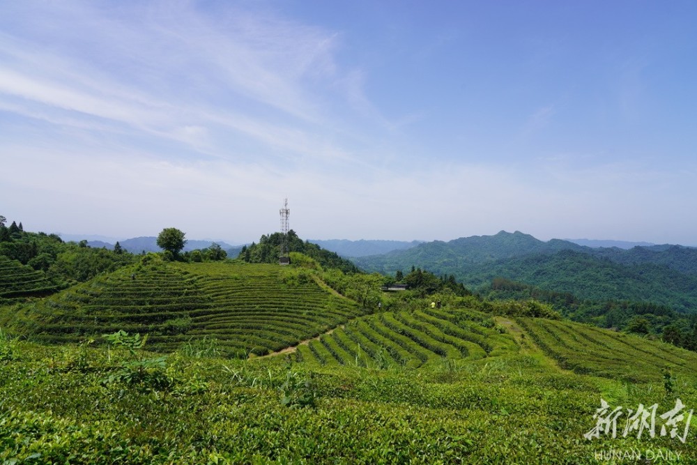 马底驿乡千年古驿生态茶乡
