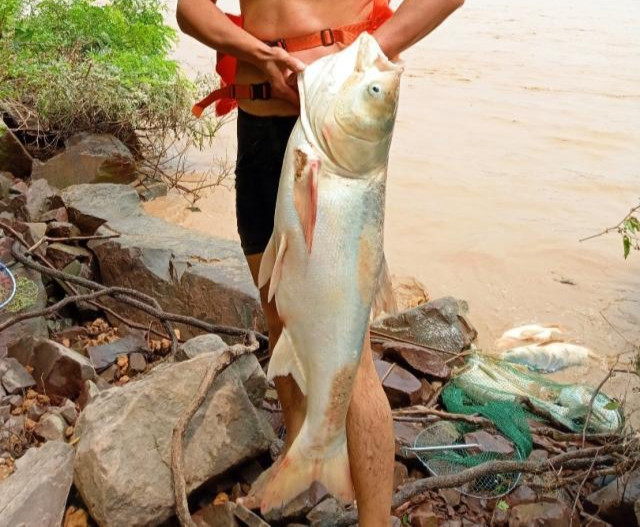 小浪底水库排沙部分河段开始流鱼黄河鲤鱼为何能独善其身