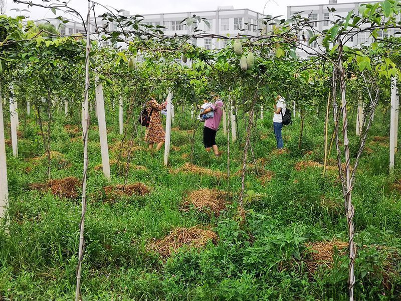 云南曲靖八月瓜成熟季市民纷纷前来体验采摘乐趣
