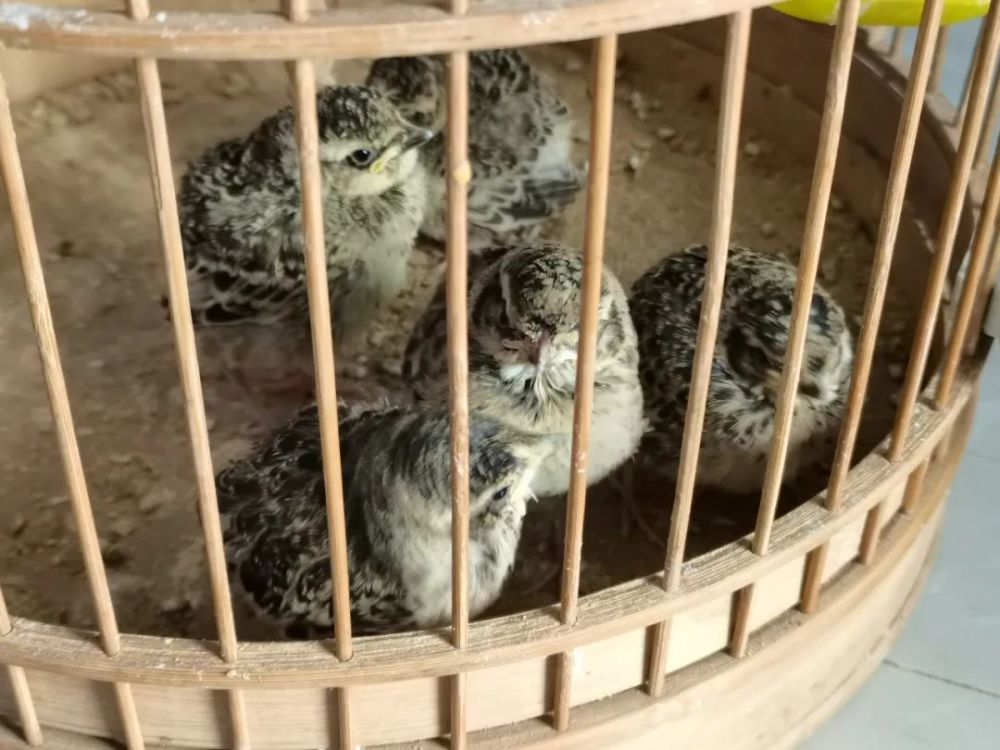 还敢锡盟破获2起非法猎捕百灵鸟案