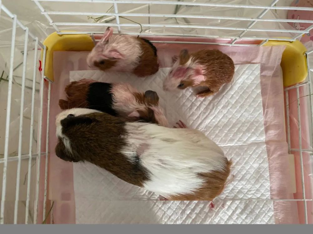 猪猪萌照第233期婕小jane家新出生的小荷兰猪和猪妈妈上