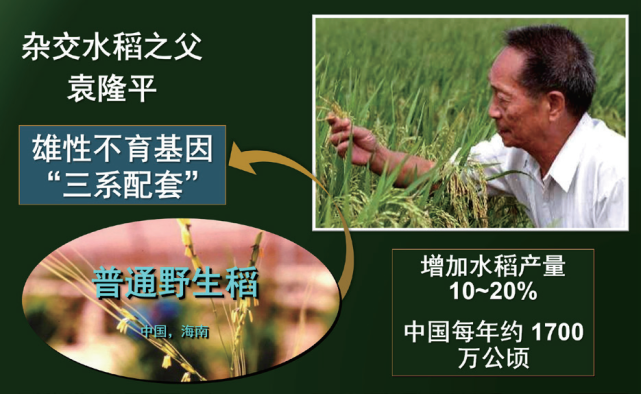 杂交水稻是中国人都耳熟能详的农业革命,杂交水稻的制种技术之所以