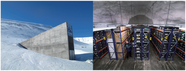 基因库:种子的挪亚方舟|大家