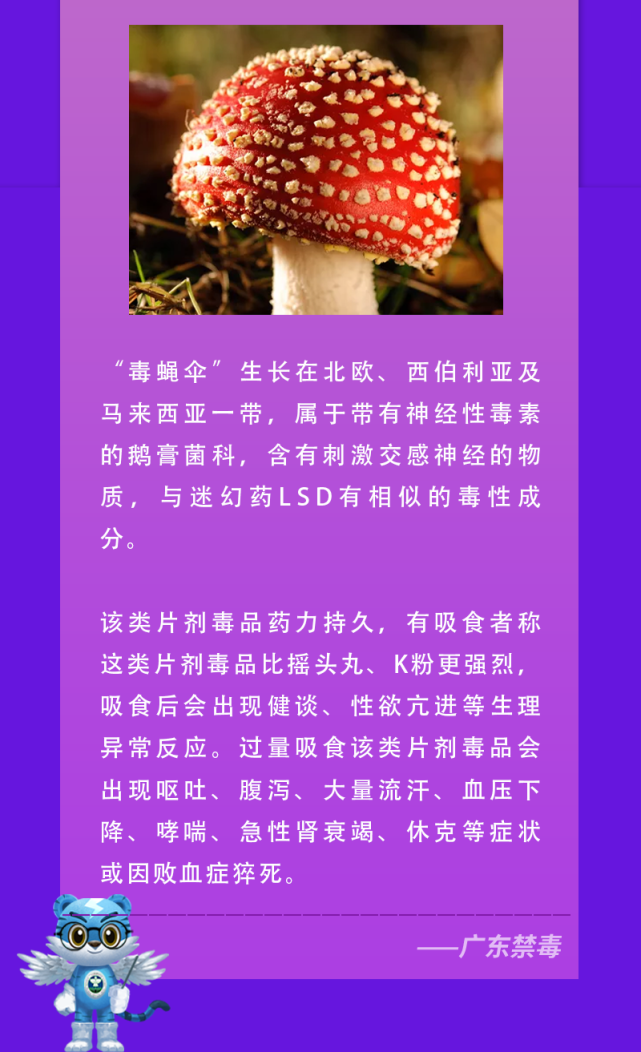 这是令人致幻的"毒蘑菇!