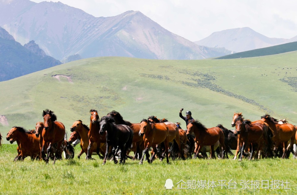 盛夏時節山丹馬場草原現萬馬奔騰美景