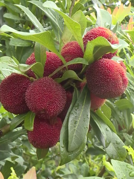 青田"最后一波"杨梅～错过要再等一年!_腾讯新闻