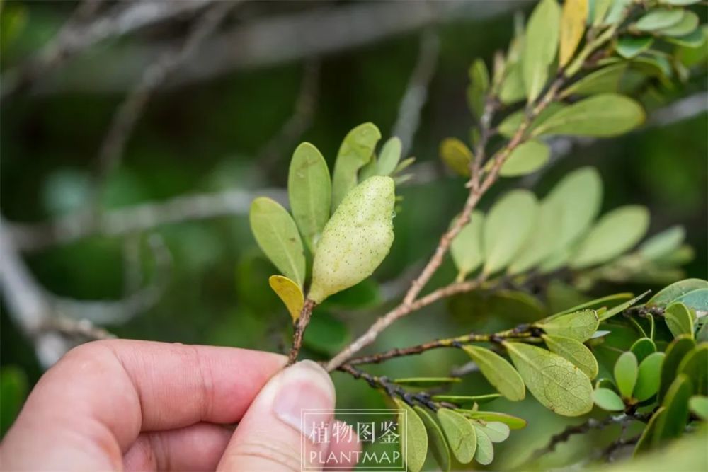 蚊母树里真的会长蚊子吗?_腾讯新闻