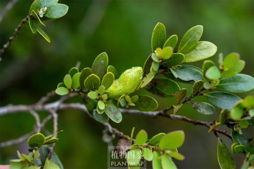 蚊母树里真的会长蚊子吗?_腾讯新闻