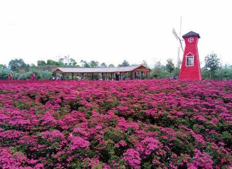 大美广东梅州市平远曼陀山庄桃花开